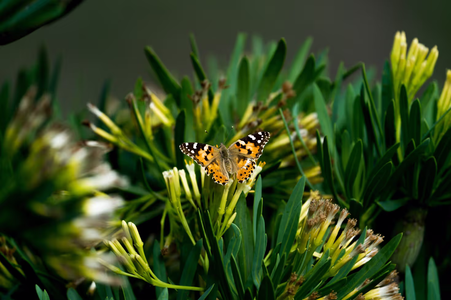 L’art du nichoir : Comment fabriquer un abri pour la faune de votre jardin et favoriser la biodiversité ?