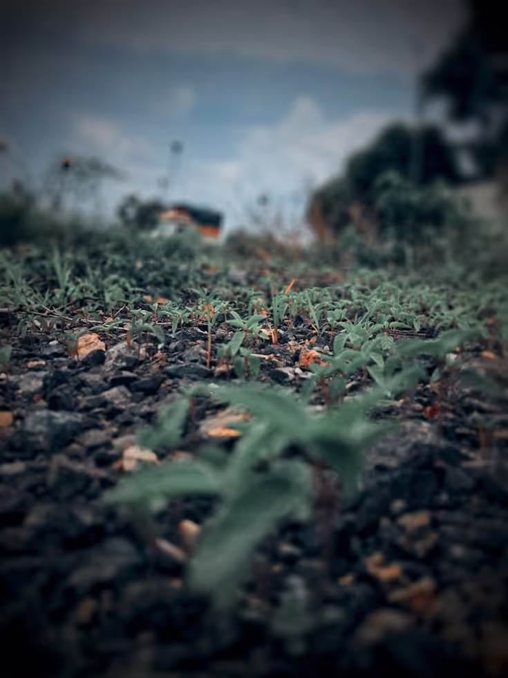 Jardinage sans pesticides : Comment nourrir le sol pour des récoltes saines et durables ?